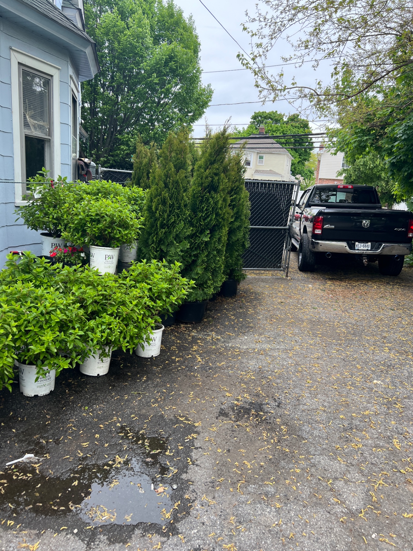 Privacy arborvitae and shrubs ready for installation